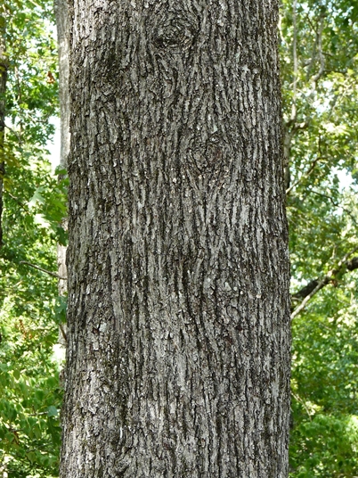 {Carya glabra}